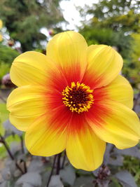 Close-up of yellow flower blooming outdoors