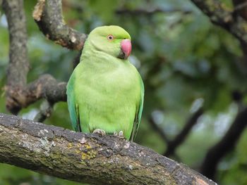 Close-up of parrot perching on tree