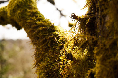 Close-up of moss growing on tree trunk