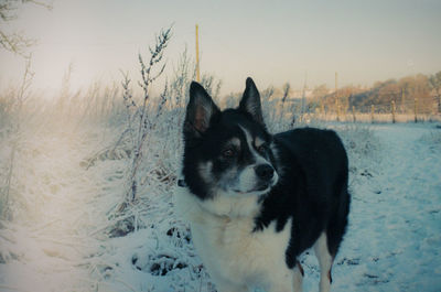 Dog on snow covered land