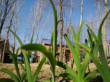 Plants growing on land against sky