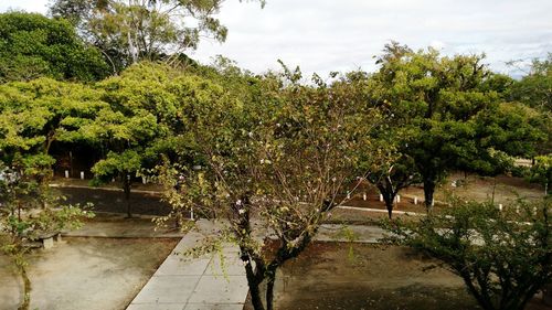 Footpath amidst plants in park