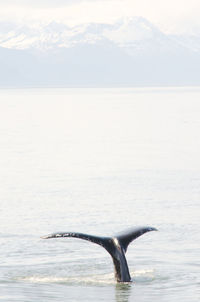 Humpback whale diving in sea