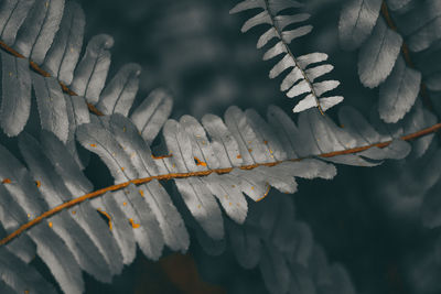 Close-up of leaves during winter