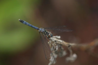 Close-up of dragonfly on twig