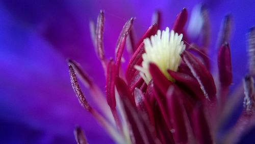 Close-up of flower head