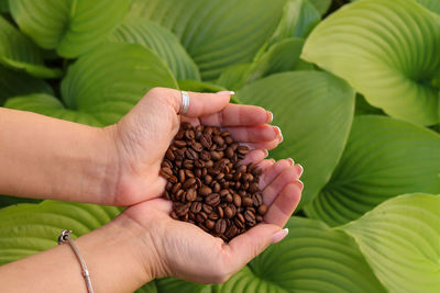 Cropped hand of person holding coffee beans