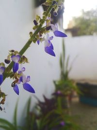 Close-up of purple flowers blooming outdoors