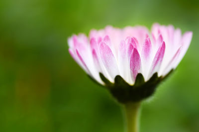 Close-up of pink flowers