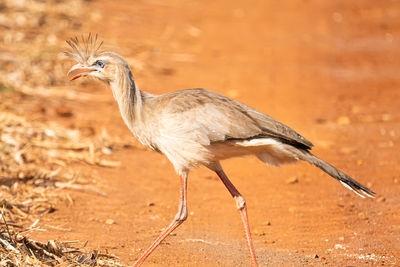 Siriema walking in search of food in the plains of the interior of sao paulo