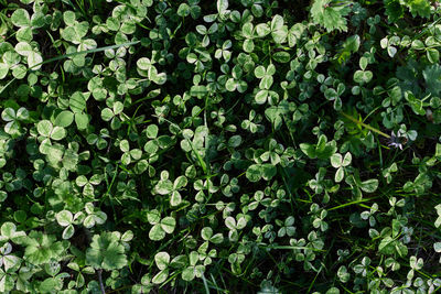 Full frame shot of plants