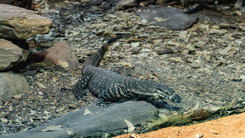 High angle view of lizard on rock