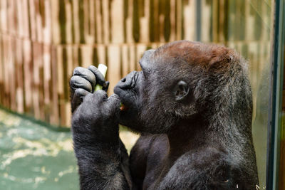 Close-up of monkey in zoo