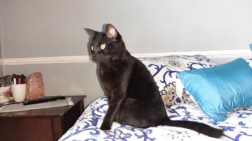 pet