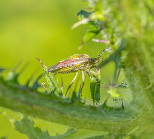 Close-up of insect on leaf