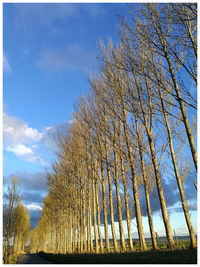 Low angle view of trees against sky