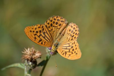 Close-up of butterfly pollinating on flower