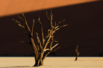 Close-up of tree against sky