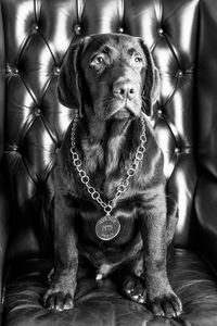 Dog wearing chain while sitting on chair