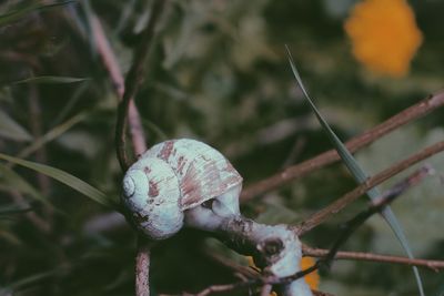 Close-up of plant against blurred background