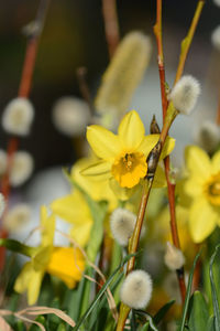 Close-up of yellow flowers blooming outdoors