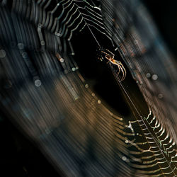 Close-up of spider on web