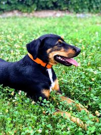 Black dog looking away on field