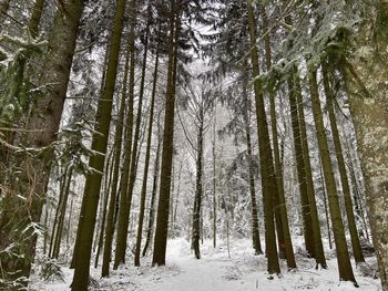 Pine trees in forest during winter