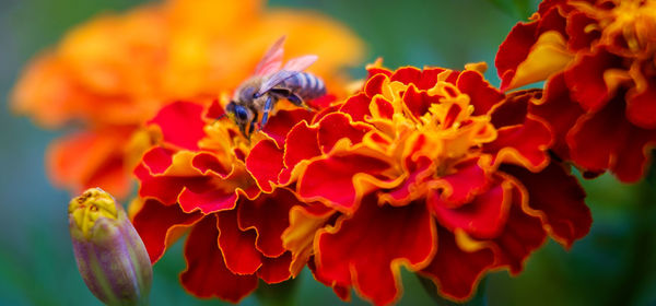 Close-up of bee on flower