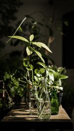 Close-up of potted plant in yard
