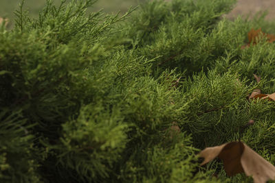 Close-up of plants growing outdoors