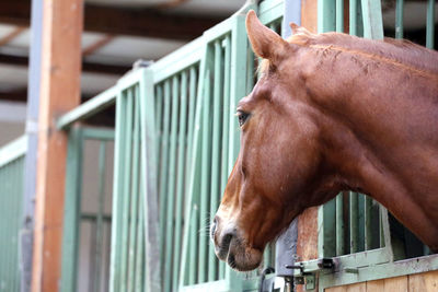 Close-up of horse in stable