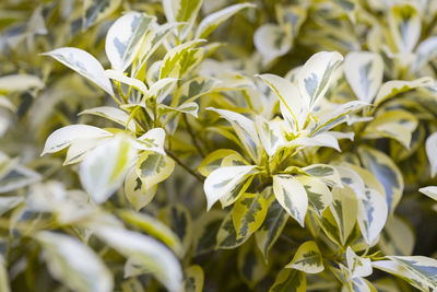 Close-up of white flowering plant