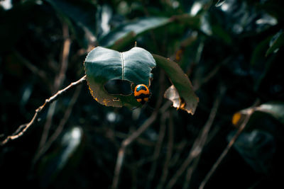 Close-up of a ladybug