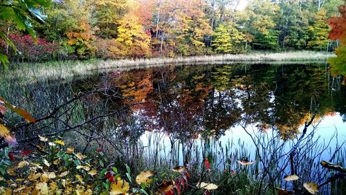 Scenic view of lake in forest during autumn