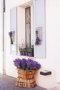 Fragrant lavender flowers at beautiful sunrise, valensole, provence, france