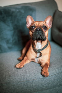 Small dog sitting on sofa