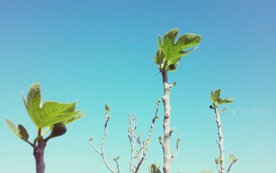 Low angle view of plants against clear blue sky