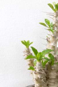 Close-up of plant against wall