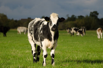 Cow standing on field against sky