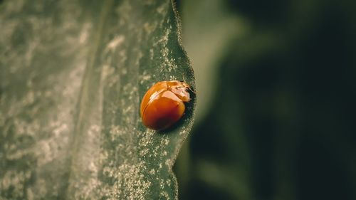 Close-up of ladybug on plant