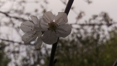 Close-up of white flowers on branch