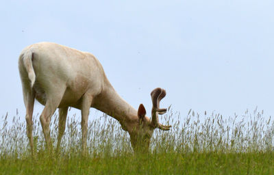 Horse grazing in a field