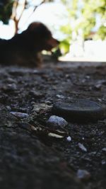 Close-up of wet surface