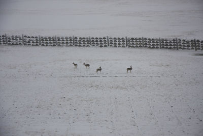 View of birds on beach