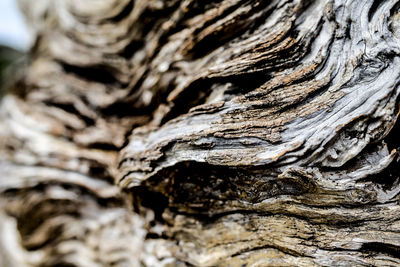 Full frame shot of tree trunk