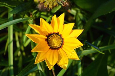 Close-up of yellow flower