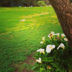 Plant growing on grassy field