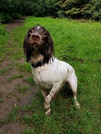 Dog on grass