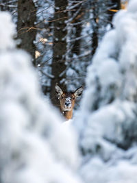 Close-up of dog on snow